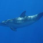 Cafeteria El Corte Ingles