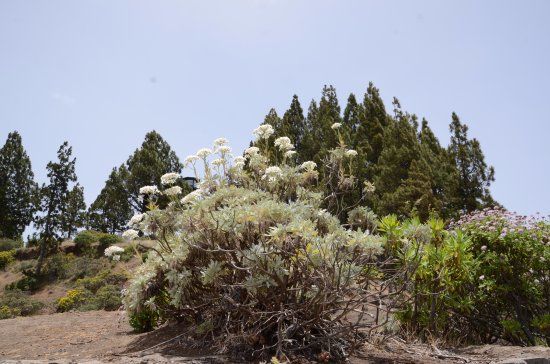 Mirador de Pinos de Galdar
