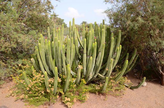 el Parque Tony Gallardo